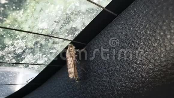 在玻璃下飞行的昆虫试图离开野生生物昆虫学视频的预览图