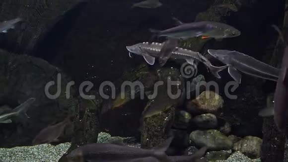 鲟鱼和其他鱼类漂浮在水中视频的预览图