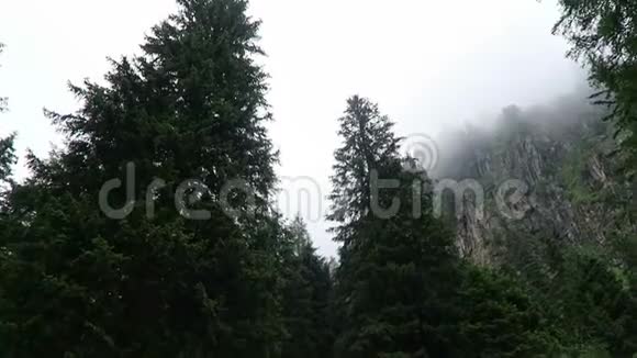 奥地利阿尔卑斯山松树林的雾日视频的预览图