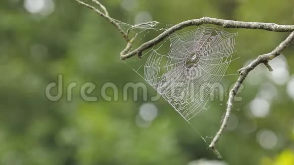 蜘蛛网轻轻地吹在微风中视频的预览图