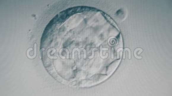 受精卵细胞的放大图像科学实验室的人工授精视频的预览图