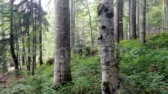 山毛榉绿色森林背景春季有树木全景视频的预览图