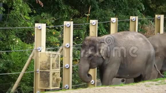 一只亚洲大象吃食篮里的干草动物园动物饮食亚洲濒危动物物种视频的预览图