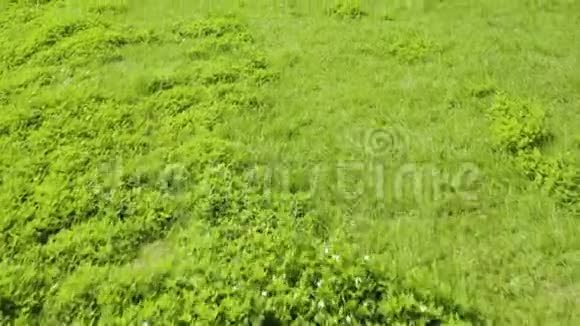 飞过生长在草地上的谷物绿色草甸夏季景观视频的预览图