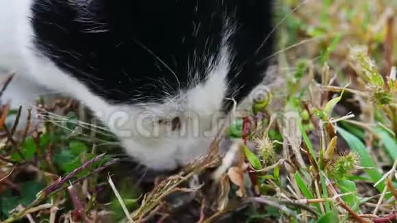 特写黑白猫在草地上咀嚼鱼的残骸视频的预览图