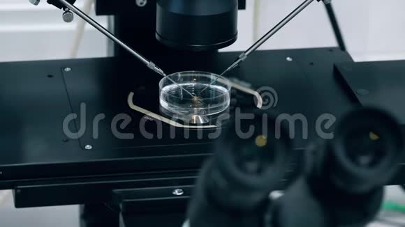 有细胞的平板正在显微镜下分析视频的预览图