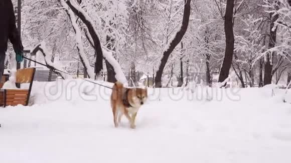 遛狗的人冬天的一天下雪了一切都被雪覆盖着4K视频的预览图