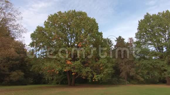 秋天在天空中风中有五颜六色的树木视频的预览图