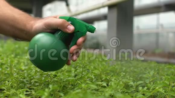 雄性手在温室的叶子上喷洒液体浇芽耕种视频的预览图