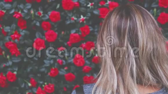 女子红玫瑰背景横拍视频的预览图