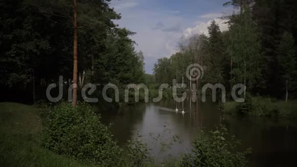 两只白色天鹅正沿着一条森林河漂浮着视频的预览图