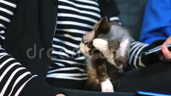 猫舔洗衣服在条纹背景上视频的预览图