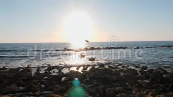 小鸟沿着岩石海滩飞翔鸟飞过地中海鸟儿在码头上空飞翔慢动作视频的预览图