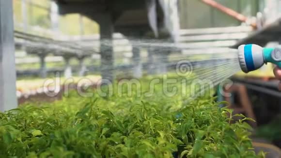 园艺工人手里拿着灌溉软管在温室里用盆栽浇水视频的预览图