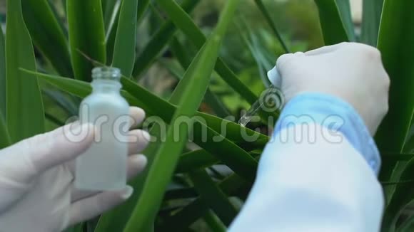 女科学家从植物叶片中提取液体样本进行生态实验视频的预览图