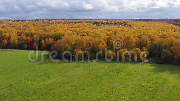 秋天的森林和绿色的草地在阳光明媚的天气里有黄色叶子的树俯视视频的预览图