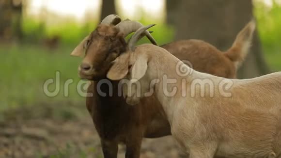 两只山羊用它们的角互相啄食视频的预览图