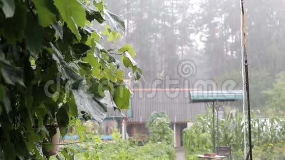 葡萄叶和植被背景下有大雨恶劣天气和夏雨复制空间视频的预览图