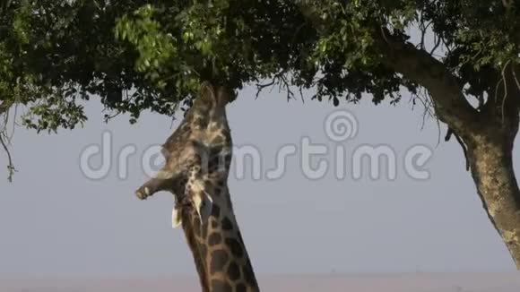 靠近一只长颈鹿在马赛马拉游戏保护区以相思树叶子为食视频的预览图