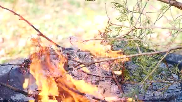 慢动作特写火坑中燃烧的树枝绿针在火焰上变成白灰视频的预览图