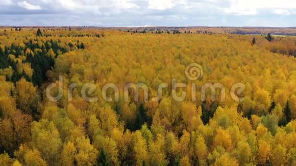 秋天在云层下鸟瞰森林有黄色叶子的树冠落叶林视频的预览图