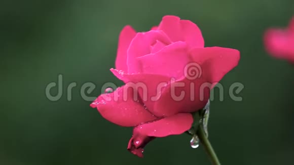 美丽的粉红色玫瑰在黑暗模糊的背景视频的预览图