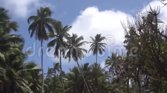 棕榈树对天或对海视频的预览图