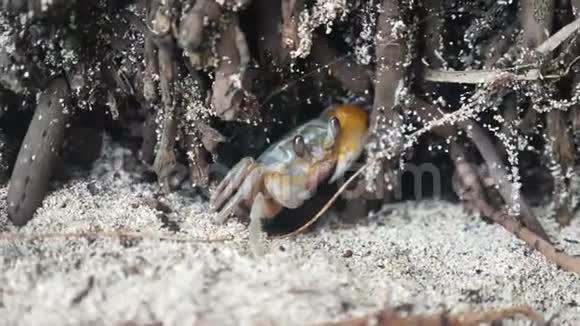 海蟹躲在红树林之间视频的预览图