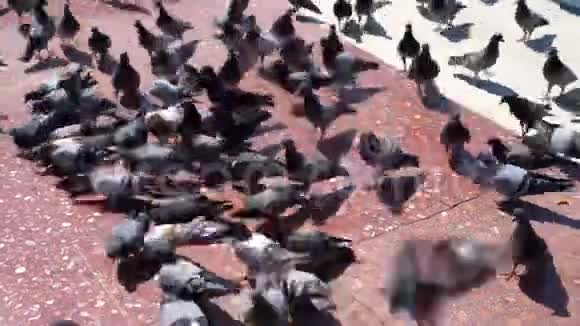 许多鸽子在城市广场吃面包鸽子作为感染的载体视频的预览图