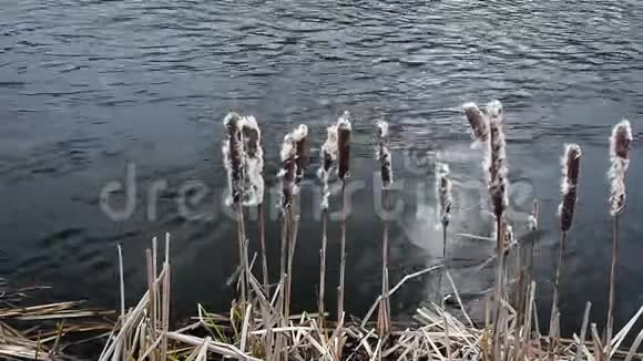 尼里斯河附近的马尾植物视频的预览图