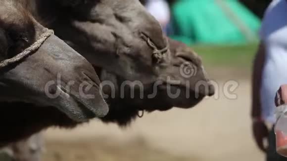 农场的骆驼视频的预览图