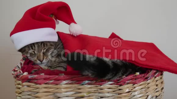 汤姆猫睡在一个篮子里穿着圣诞老人的衣服红色的帽子塞在红色的毯子里视频的预览图