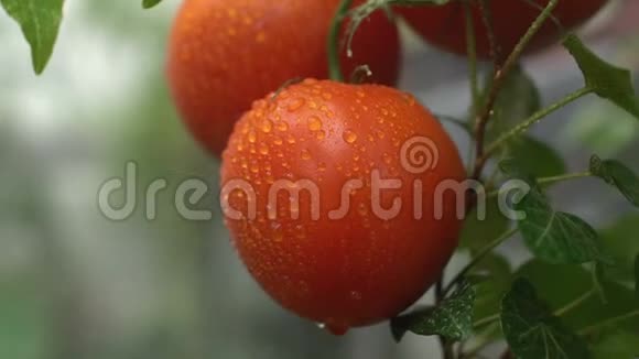 水喷洒在美丽的红番茄上挂在树枝上有机的非转基因农业视频的预览图