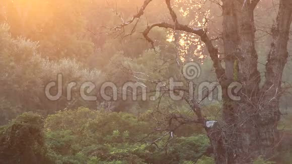 日落时分的森林视频的预览图