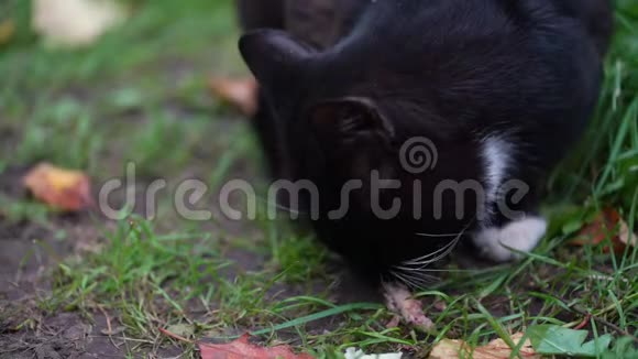 白爪黑猫吃小骨头慢动作视频的预览图