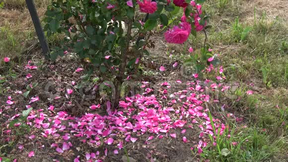 夏季末玫瑰花瓣从灌木丛中飘落视频的预览图