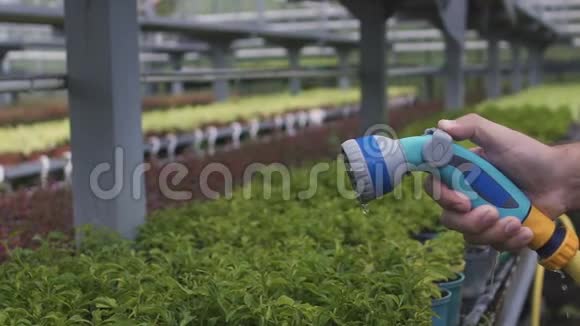农民在温室里用灌溉软管浇灌植物从事农业业务工作视频的预览图
