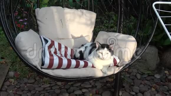 家猫在挂椅上休息视频的预览图