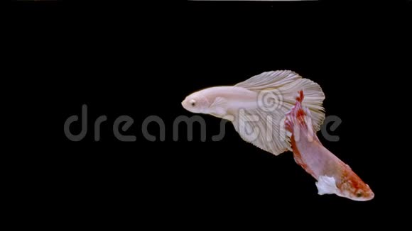 慢动作的暹罗斗鱼贝塔著名的名字是普拉卡特泰国视频的预览图