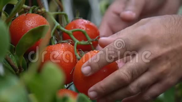 在温室照顾番茄植株的农民农业企业工作视频的预览图