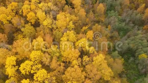 飞越秋林有黄色叶子的树冠秋天落叶林秋天视频的预览图