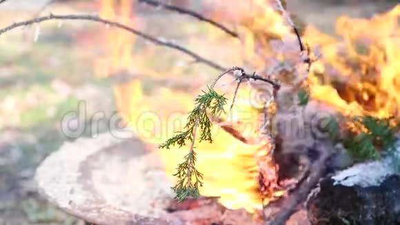 坚持生命绿针紧紧抓住生命作为分支在火中被摧毁4K慢动作特写视频的预览图