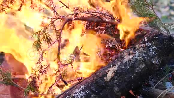 蓝墨特写绿针燃烧成白灰的枝上火坑喷刷在火焰中视频的预览图