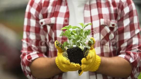 男园丁手里拿着绿色植物种花做农事视频的预览图