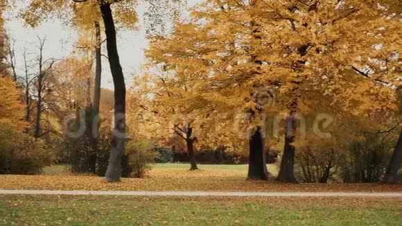 右至左盘实时拍摄慕尼黑英国花园的秋树慕尼黑的英国花园是视频的预览图