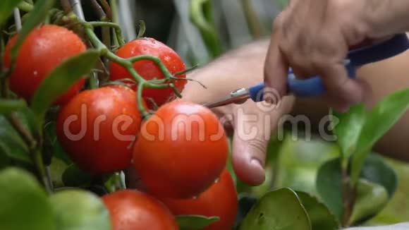 园丁采摘西红柿把蔬菜放进木箱新鲜的食物工作视频的预览图