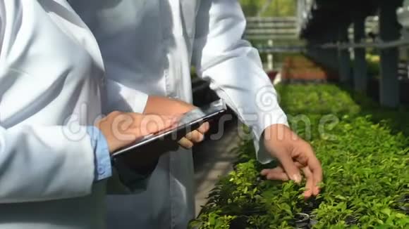 男性和女性农业专家检查温室植物工作平板视频的预览图
