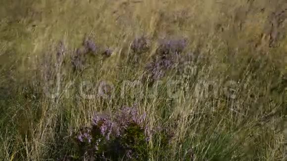 紫色石楠在英国沼地的微风中吹拂视频的预览图