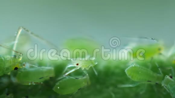 小蚜虫走路视频的预览图