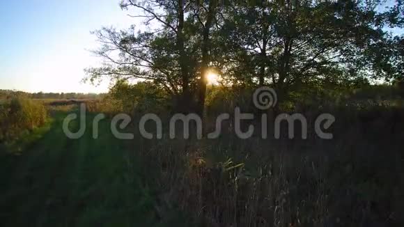 在草地上的一棵树后日落视频的预览图